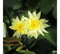 Anglo Aquatics Nymphaea Joey Tomocik 3 Litre