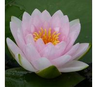 Anglo Aquatics Nymphaea Madame Wilfron Gonnere 10 Litre