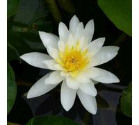 Anglo Aquatics Nymphaea Marliacea Albida 3 Litre