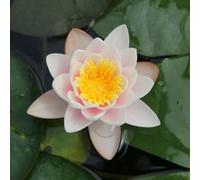 Anglo Aquatics Nymphaea Marliacea Carnea 10 Litre