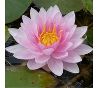 Anglo Aquatics Nymphaea Mrs Richmond 3 Litre