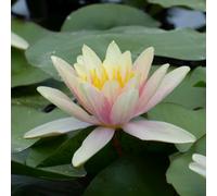 Anglo Aquatics Nymphaea Paul Hariot 3 Litre