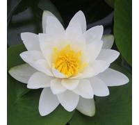 Anglo Aquatics Nymphaea Virginalis 30 Litre