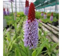 Anglo Aquatics Primula Vialii 9cm 3 Pack