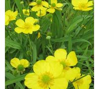Anglo Aquatics Ranunculus Flammula 9cm