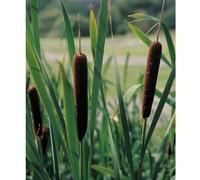 Anglo Aquatics Typha Angustifolia 5 Litre