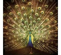 Ani DiFranco - Which Side Are You On?