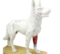 Animal Acupuncture Model - Animal Anatomy Model - Dog/Cat Anatomical Model - Cat (36 Acupuncture Points)& Dog (72 Acupuncture Points) Scientific Animal Anatomy,Dog