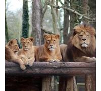 Animal Adoption and Port Lympne Reserve with Safari for Two Experience