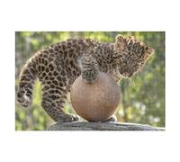 Animal Adult Puzzles 1000 PCS Leopard Pattern Puzzle, for Childrens Adults Ideal for Relax Meditation Hobby Large Puzzle 26x38CM