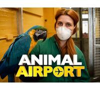 Animal Airport