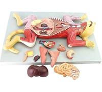 Animal Anatomical Didactic Models Models
