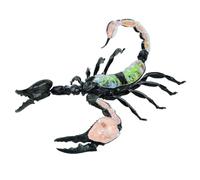 Animal Anatomical Model 1Pcs Teaching Model Anatomical Models Scorpion Internal Organs Anatomy Model Teaching Tool