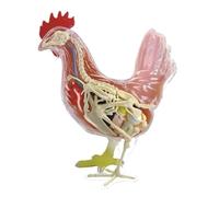 Animal Anatomical Model 4D Chicken Anatomy Medical Teaching Model Detachable 32 Parts Teaching Tool