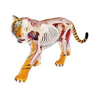 Animal Anatomical Model 4d Tiger Anatomical Model 28 Detachable Organ And Body Part For Education Veterinarians Model Teaching Tool