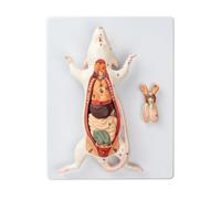 Animal Anatomical Model Anatomy Animal Mouse Removable Body With Digital For Teaching Teaching Tool