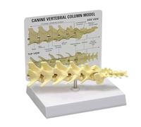 Animal Anatomical Model Canine Spine Model Anatomicals Vertebral Column For Veterinary Office Educational Tool Teaching Tool