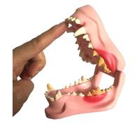 Animal Anatomical Model Canine Tooth Model Canine Tooth Model, Anatomical Replica Of Canine Jawbone Animal Body Teaching Tool