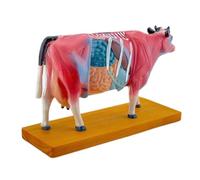 Animal Anatomical Model Cow Body Anatomical Model Anatomy Model Animal Anatomical For Science Education Tools Teaching Tool