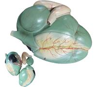 Animal Anatomical Model, Cow Stomach Organ Anatomy Model, Professional Grade Tool for Veterinary Science Education, Classroom Study and Teaching Display