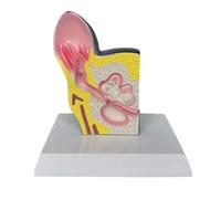Animal Anatomical Model Dog Ear Anatomical Model Animal Organ Model Pvc Material Anatomical Dog Teaching Teaching Tool