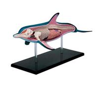 Animal Anatomical Model Dolphin Anatomy Model Detachable Organ And Body 18 Parts Animal Anatomical Model Teaching Tool
