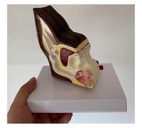 Animal Anatomical Model Ear Dog Anatomical Model Canine Model Of Animal Body Model Dog Ear Structure Decor Teaching Tool