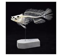Animal Anatomical Model Fish Model Skeleton Specimen Medical School Educational Tool Teaching Tool