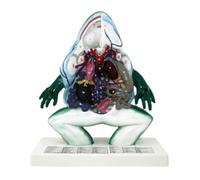 Animal Anatomical Model Frog Anatomical Model Animal Biology Body Organ Anatomy Model For Laboratory Teaching Teaching Tool