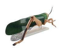 Animal Anatomical Model Insect Anatomical Model Morphology Anatomy Biology Teaching Tool