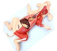 Animal Anatomical Model Pig Anatomy Model - 1:1- Separate Into 10 Parts Animal Teaching Anatomical Model - for Medical Educational Training