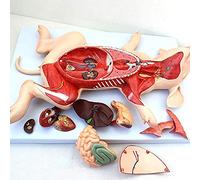 Animal Anatomical Model: Pig Embryo and Organ for Veterinary Learning | Veterinary Anatomical Model of Pig Embryo and Organs for Advanced Learning and Training in Animal Anatomy