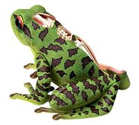 Animal Anatomical Model Vision Frog 4D Puzzle Assembly Toy Animal Biology Organ Teaching Model
