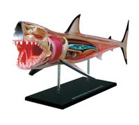 Animal Anatomy Learning Kit - 4D Dissectible Shark Skeleton Model For Biology Lab & Teaching