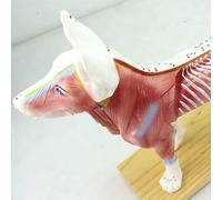 Animal Anatomy Model - Acupuncture Points Dog/Cat Anatomical Model- Vision Cat (36 Acupuncture Points)& Dog (72 Acupuncture Points) Scientific Animal Anatomy,Dog