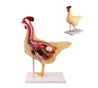 Animal Anatomy Model Realistic Chicken Removerable Teaching Model Half Cross Section Biology Teaching Models Animal Offal Research Teaching Aids Anatomy