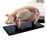 Animal Anatomy Models for Kids - Teaching Swine Model Tool - Detachable Science Demonstration Teaching Biology Aids Toy for Student Pet Clinics Veterinary Laboratory Classroom Learning Practice