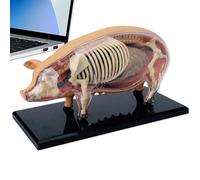 Animal Anatomy Models for Kids - Teaching Swine Model Tool - Detachable Science Demonstration Teaching Biology Aids Toy for Student Pet Clinics Veterinary Laboratory Classroom Learning Practice