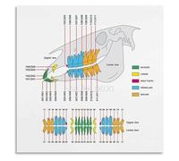 Animal Anatomy Poster Equine Dental Chart Veterinary Medicine Guide for Clinic Office Study(Framed,12x18inch(30x45cm))