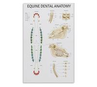 Animal Anatomy Poster Equine Dental Chart Veterinary Medicine Guide for Clinic Office Study(Framed,12x18inch(30x45cm))