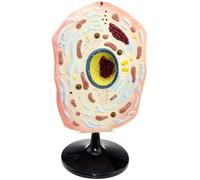 Animal and Plant Cell Anatomy Model for Teaching and Learning | Engaging cell model for effective teaching and student understanding.