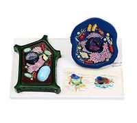 Animal And Plant Cell Comparison Model, Biological Experimental Comparative Models For Middle School Science Classroom Display Teaching Equipment