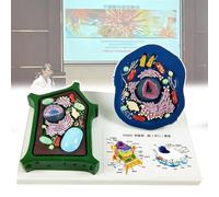 Animal and Plant Cell Comparison Model - Educational Teaching Tool for Science, 28 x 18 x 13 cm, Ideal for School and Research Use