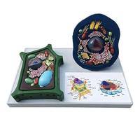 Animal and Plant Cell Comparison Model for Study and Teaching - Educational Medical Display Model for Biology and Science Learning