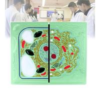 Animal and Plant Cell Comparison Models, Educational Anatomy Models for Observation and Cleaning, Perfect for Middle School Science Classes