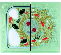 Animal and Plant Cell Comparison Models Science Plant Animal Cell Anatomy Model Medical Anatomical Animal and Plant Cells Model Comparative for Middle School Biological Anatomy Teaching