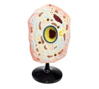 Animal and Plant Cell Models for Teaching and Learning Anatomy | Engaging cell models to enhance understanding of cell structure.(Animal)