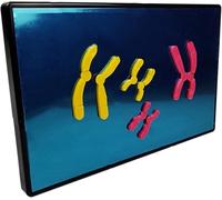 Animal And Plant Cells Mitosis Model, Chromosome Changes During Meiosis Model Component, Magnetic Animal And Plant Cell Anatomy Model, For Science Education Classroom Demonstration Tools.