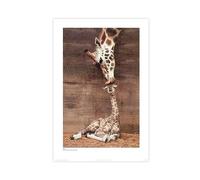 Animal Art Print Poster Giraffe, Mother Love, First Kiss by Ron D'Raine Canvas Poster Bedroom Decor Sports Landscape Office Room Decor Gift,Canvas Poster Wall Art Decor Print Picture Paintings for Liv