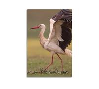 Animal Birds Poster Spreading The Wings of The White Stork Decorative Canvas Wall & Art Poster Painting 24x36inch(60x90cm)